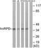Heterogeneous nuclear ribonucleoprotein D0 antibody, TA314020, Origene, Western Blot image 