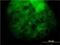 Mevalonate Diphosphate Decarboxylase antibody, H00004597-M01, Novus Biologicals, Immunocytochemistry image 