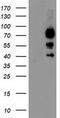 Katanin p80 WD40-containing subunit B1 antibody, TA503750, Origene, Western Blot image 