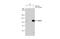 ICBP90 antibody, GTX113963, GeneTex, Immunoprecipitation image 