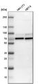 WASL antibody, HPA005750, Atlas Antibodies, Western Blot image 
