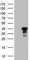General Transcription Factor IIB antibody, LS-C798571, Lifespan Biosciences, Western Blot image 