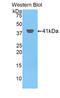 Histone Cluster 2 H2A Family Member A4 antibody, LS-C303102, Lifespan Biosciences, Western Blot image 