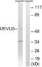 UEV And Lactate/Malate Dehyrogenase Domains antibody, PA5-39521, Invitrogen Antibodies, Western Blot image 