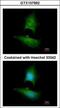 Lipin 1 antibody, GTX107992, GeneTex, Immunofluorescence image 
