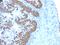 Caudal Type Homeobox 2 antibody, AE00268, Aeonian Biotech, Immunohistochemistry paraffin image 