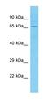 SH3 Domain Containing 21 antibody, orb327105, Biorbyt, Western Blot image 