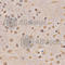 Histone Cluster 3 H3 antibody, A2364, ABclonal Technology, Immunohistochemistry paraffin image 