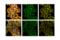 YTH N6-Methyladenosine RNA Binding Protein 2 antibody, 80014S, Cell Signaling Technology, Immunofluorescence image 