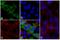 V5 epitope tag antibody, R963-25, Invitrogen Antibodies, Immunofluorescence image 