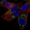 NIPA Magnesium Transporter 2 antibody, NBP2-56387, Novus Biologicals, Immunofluorescence image 