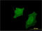 2',3'-Cyclic Nucleotide 3' Phosphodiesterase antibody, LS-C196940, Lifespan Biosciences, Immunofluorescence image 