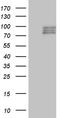 Semaphorin-3D antibody, TA809917, Origene, Western Blot image 
