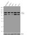 CUL-1 antibody, 71-8700, Invitrogen Antibodies, Western Blot image 