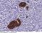 Synaptophysin antibody, 100298-T40, Sino Biological, Immunohistochemistry frozen image 