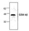 Glycogen Synthase Kinase 3 Beta antibody, AP00214PU-N, Origene, Western Blot image 