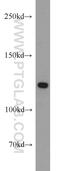 Pyruvate carboxylase, mitochondrial antibody, 16588-1-AP, Proteintech Group, Western Blot image 