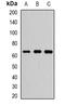 Nuclear Receptor Subfamily 1 Group H Member 4 antibody, orb381918, Biorbyt, Western Blot image 