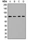 Propionyl-CoA Carboxylase Subunit Alpha antibody, orb412870, Biorbyt, Western Blot image 