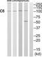 Complement C6 antibody, TA313533, Origene, Western Blot image 