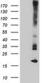 Matrix Gla protein antibody, TA806453S, Origene, Western Blot image 