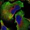 Spermatogenesis And Centriole Associated 1 Like antibody, NBP1-91032, Novus Biologicals, Immunofluorescence image 