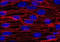 Cadherin 5 antibody, AM26286PU-N, Origene, Immunofluorescence image 