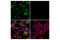 LDL Receptor Related Protein 1 antibody, 26387S, Cell Signaling Technology, Immunofluorescence image 