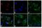 Rabbit IgG antibody, A-21070, Invitrogen Antibodies, Immunofluorescence image 