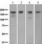 DNA Methyltransferase 1 antibody, TA307586, Origene, Western Blot image 