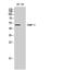 Dihydropyrimidinase Like 2 antibody, A02860-3, Boster Biological Technology, Western Blot image 