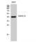 Zinc Finger DHHC-Type Containing 9 antibody, LS-C383133, Lifespan Biosciences, Western Blot image 