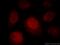 Ring Finger Protein 168 antibody, 21393-1-AP, Proteintech Group, Immunofluorescence image 