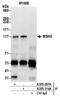 MutS Homolog 3 antibody, A305-287A, Bethyl Labs, Immunoprecipitation image 