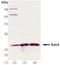 RAB4A antibody, ADI-KAP-GP005-F, Enzo Life Sciences, Western Blot image 