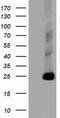 Caseinolytic Mitochondrial Matrix Peptidase Proteolytic Subunit antibody, CF502062, Origene, Western Blot image 