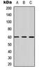 Dihydropyrimidinase Like 2 antibody, orb256499, Biorbyt, Western Blot image 