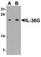 Interleukin 36 Gamma antibody, A05759, Boster Biological Technology, Western Blot image 