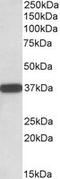 DIA1 antibody, LS-B9227, Lifespan Biosciences, Western Blot image 