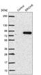 Glutamate Rich 5 antibody, PA5-55553, Invitrogen Antibodies, Western Blot image 