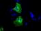 Calcium/Calmodulin Dependent Protein Kinase ID antibody, NBP2-02314, Novus Biologicals, Immunocytochemistry image 
