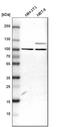 Rho GTPase Activating Protein 12 antibody, HPA000412, Atlas Antibodies, Western Blot image 