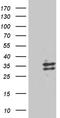 Ribonuclease A Family Member 9 (Inactive) antibody, TA811245S, Origene, Western Blot image 