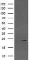 pVHL antibody, TA506222, Origene, Western Blot image 