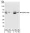 Glycogen Synthase Kinase 3 Beta antibody, A302-049A, Bethyl Labs, Western Blot image 