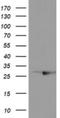 RAB, Member Of RAS Oncogene Family Like 2A antibody, NBP2-45513, Novus Biologicals, Western Blot image 