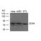 DEAD-Box Helicase 4 antibody, SPC-1322D-PCP, StressMarq, Western Blot image 