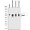 Lutheran antigen antibody, AF148, R&D Systems, Western Blot image 