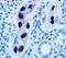 SV40 T-Antigen antibody, LS-C312176, Lifespan Biosciences, Immunohistochemistry paraffin image 