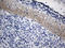 Neuronal Growth Regulator 1 antibody, LS-C798774, Lifespan Biosciences, Immunohistochemistry paraffin image 